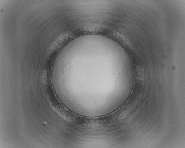 X0000072980738200608041242