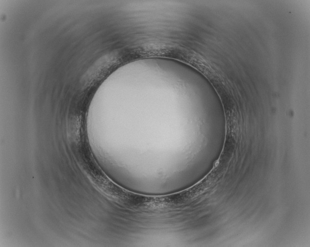 X0000072980742200608041242