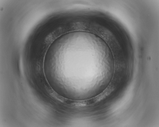 X0000072980765200608041243