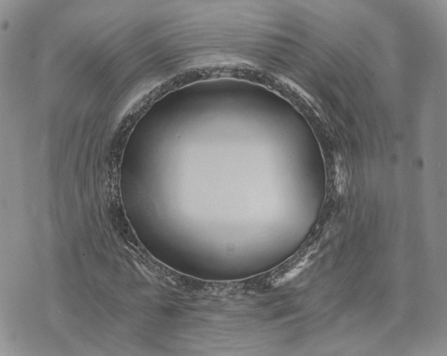 X0000072980775200608041242