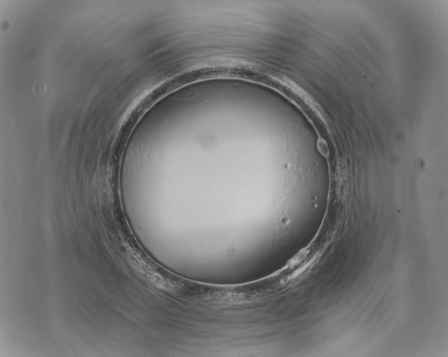 X0000072980783200608041242