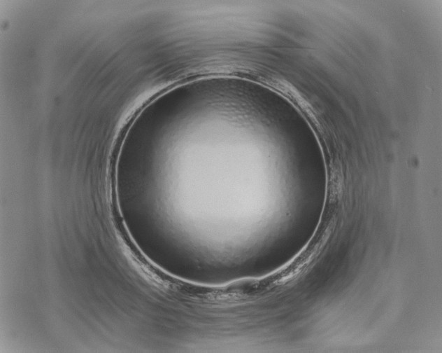 X0000072980795200608041242