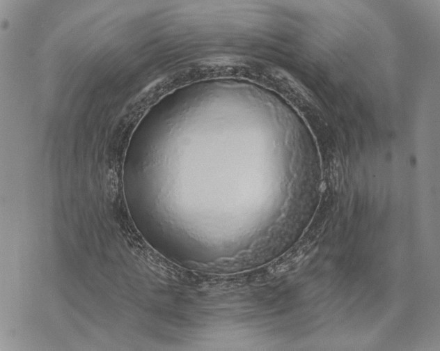 X0000072980821200608041241