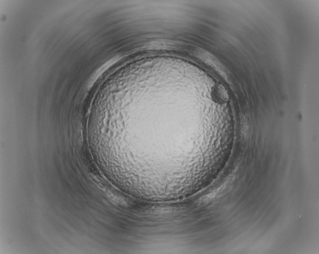 X0000072980829200608041241