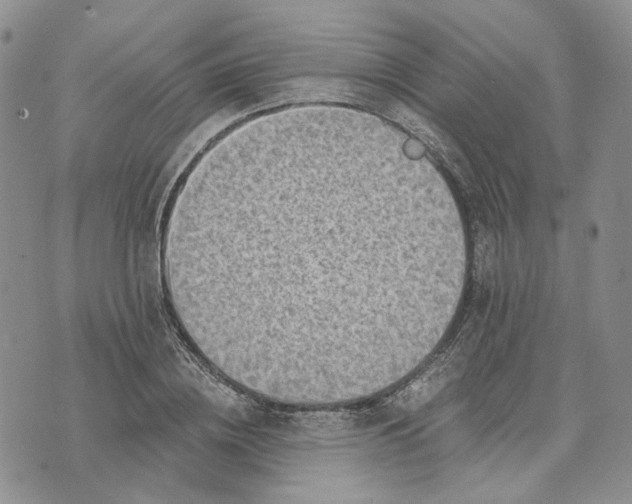 X0000072980836200608041241