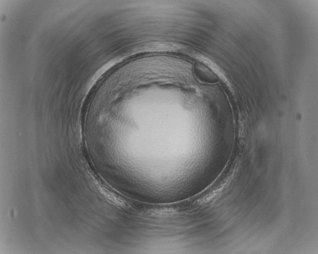 X0000072980837200608041241