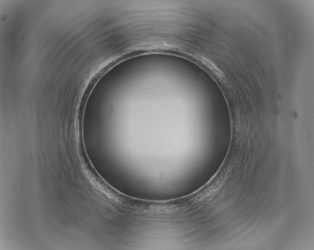 X0000072980840200608041241