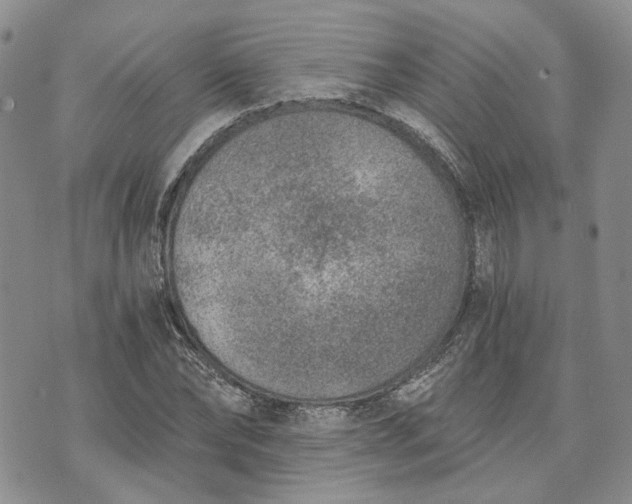 X0000072980878200608041240