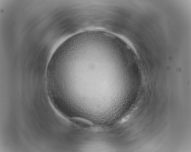 X0000072980911200608041240