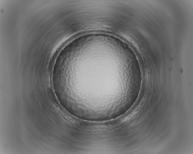 X0000072980925200608041239