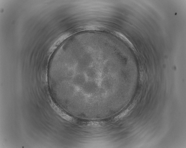 X0000072980938200608041239