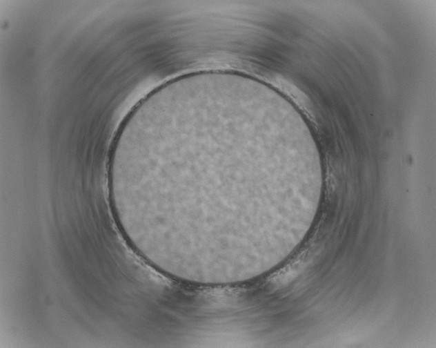 X0000072980950200608041240