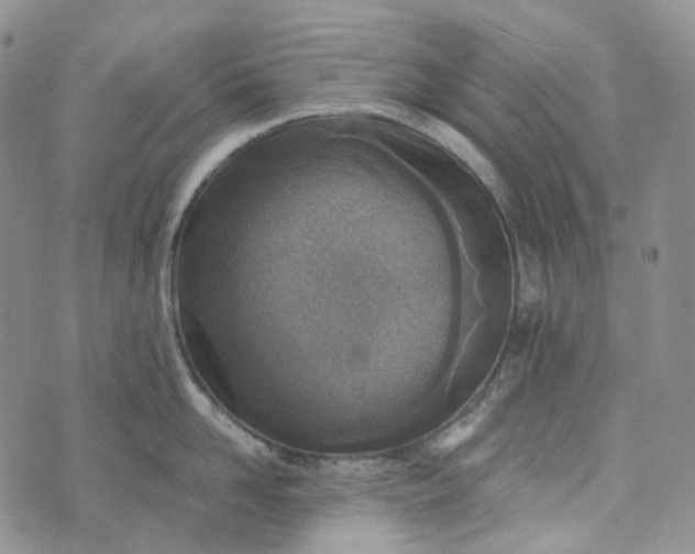 X0000072980958200608041240