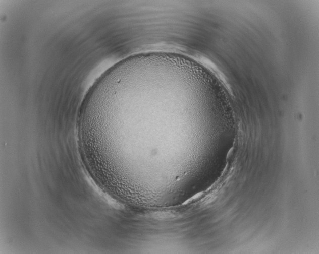 X0000072980998200608041238