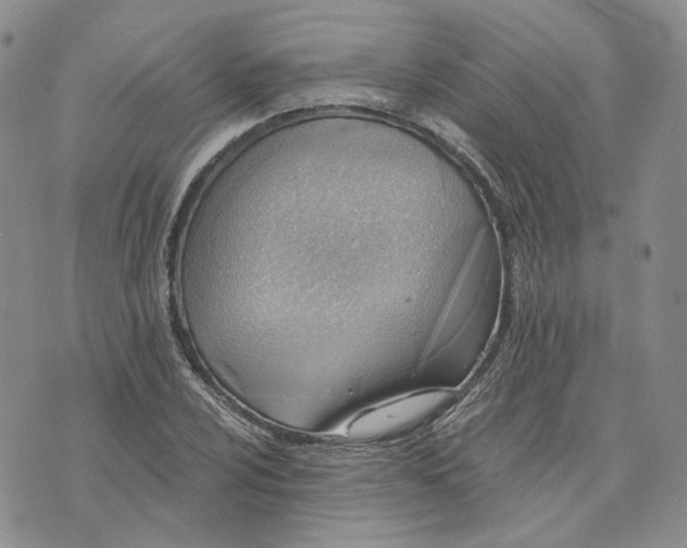 X0000072981024200608041238