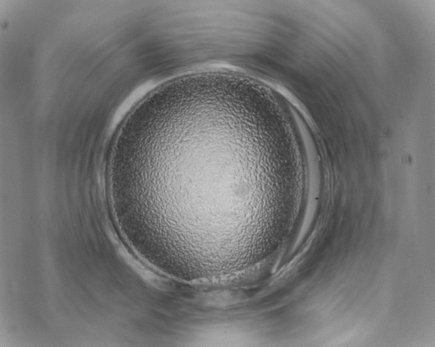 X0000072981054200608041238