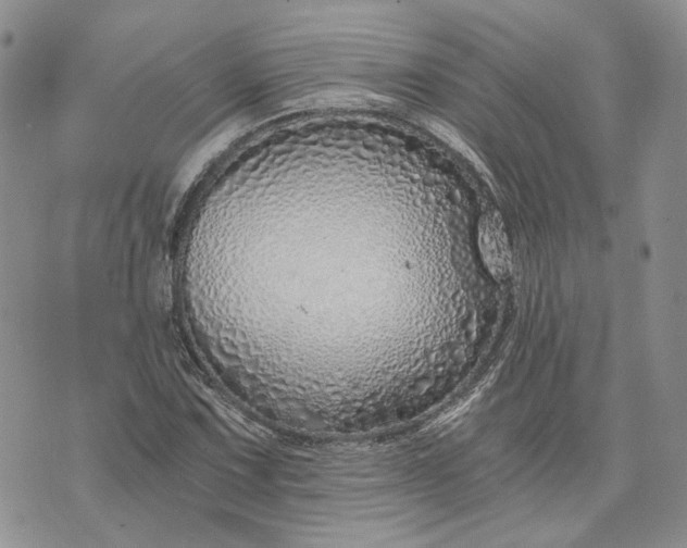 X0000072981067200608041237