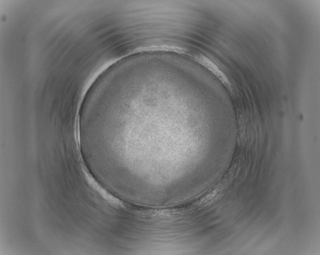 X0000072981084200608041237