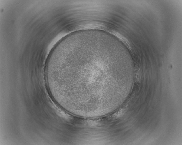 X0000072981086200608041237