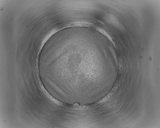 X0000072981091200608041237