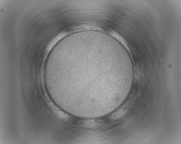 X0000072981098200608041237