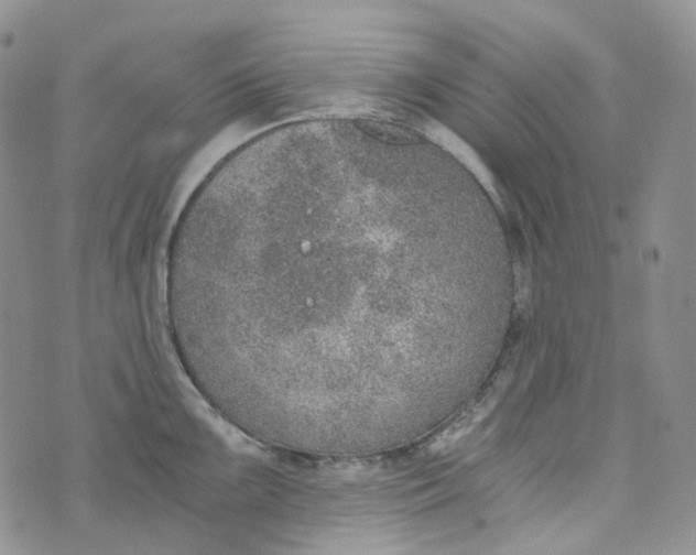 X0000072981099200608041237