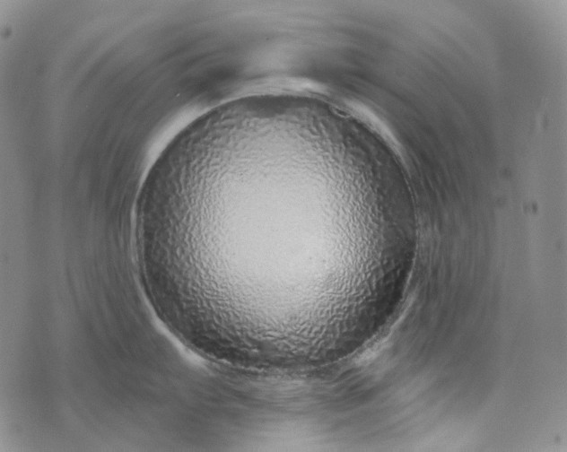 X0000072981103200608041237