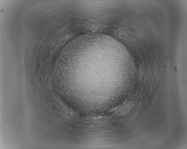 X0000072981105200608041236