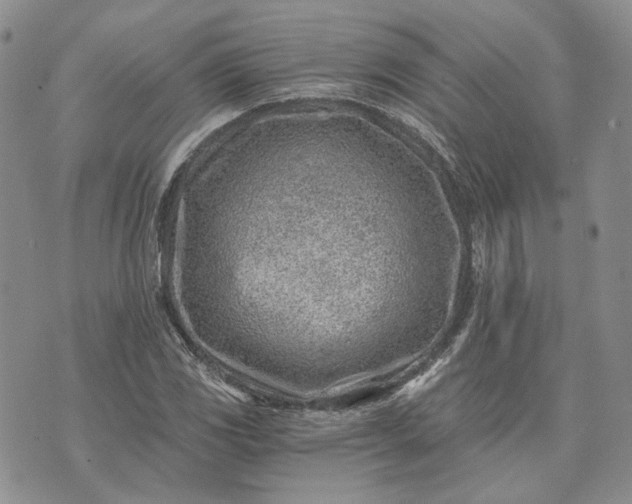 X0000072981117200608041236