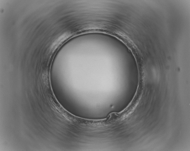 X0000072981121200608041236