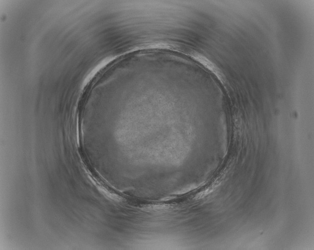 X0000072981127200608041236