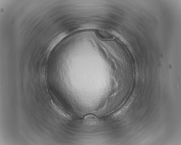 X0000072981137200608041236