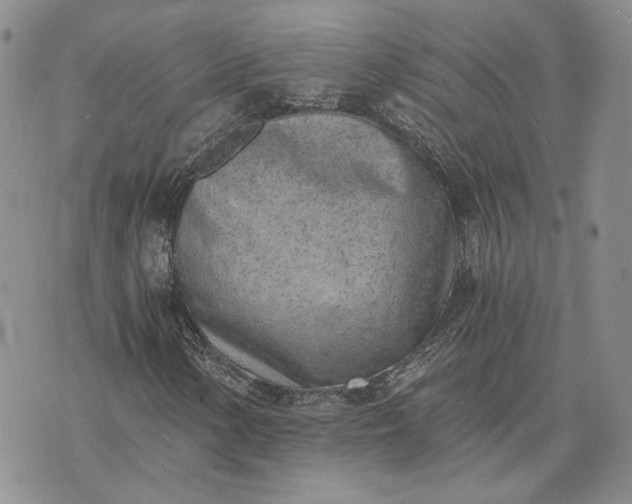 X0000072981154200608041236