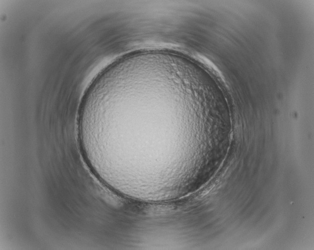 X0000072981183200608041235