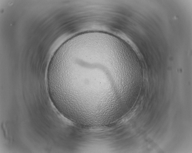 X0000072981199200608041235