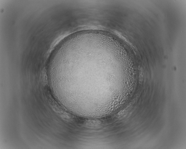 X0000072981215200608041235