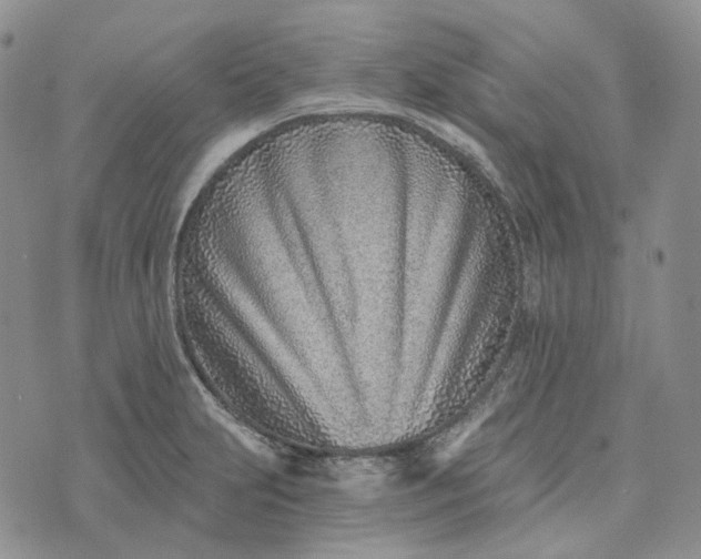 X0000072981231200608041235