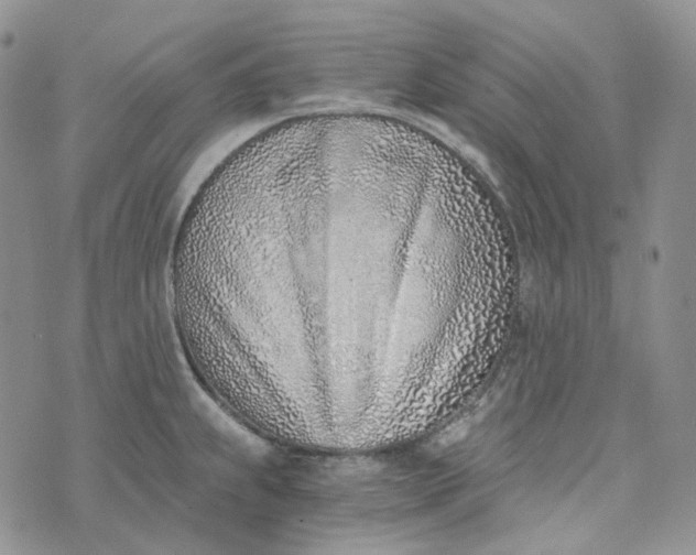 X0000072981239200608041235