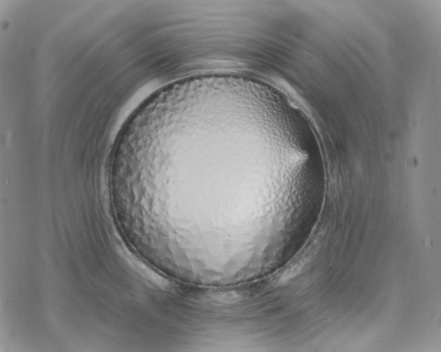 X0000072981243200608041235