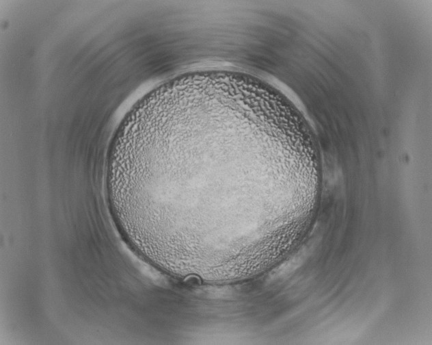 X0000072981245200608041235