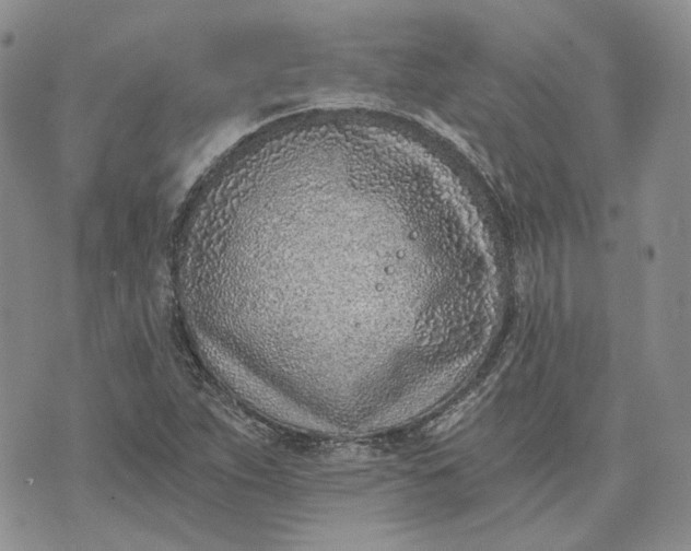 X0000072981263200608041234