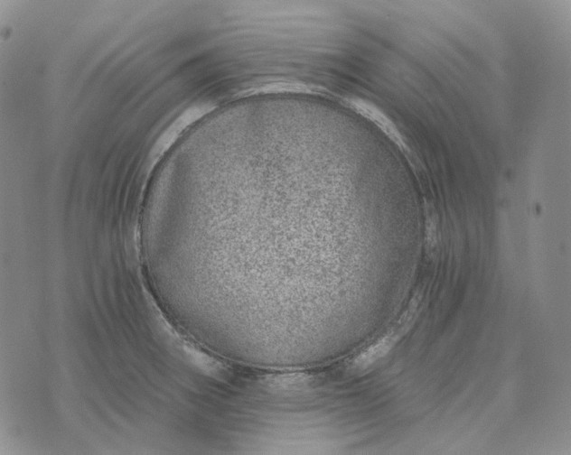 X0000072981282200608041234