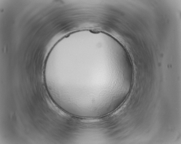 X0000072981296200608041234