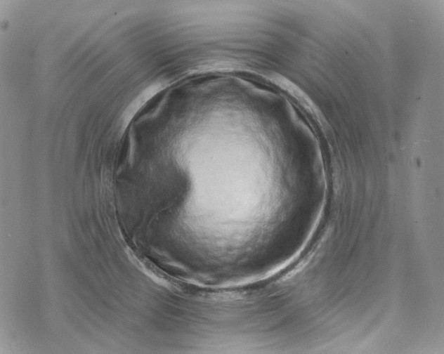 X0000072981337200608041233