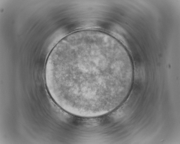 X0000072981338200608041233