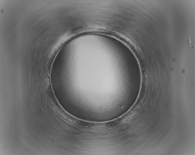 X0000072981363200608041232