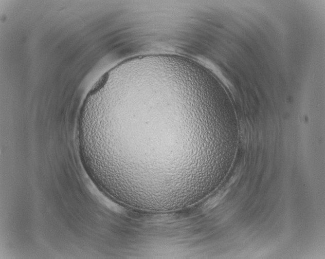 X0000072981387200608041232