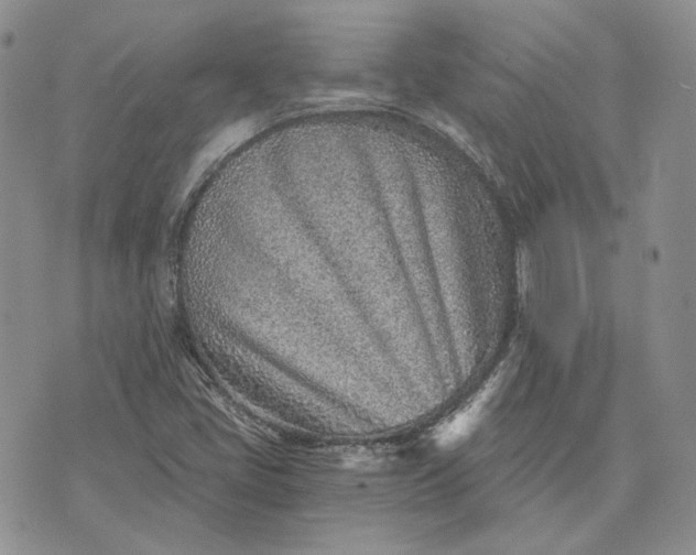 X0000072981405200608041231