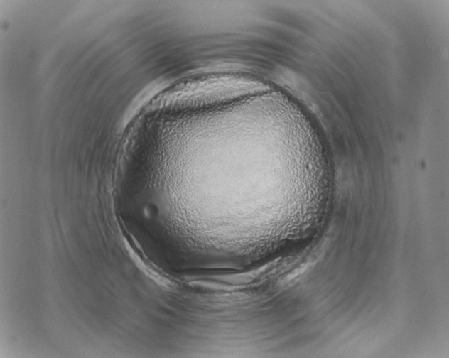 X0000072981425200608041232