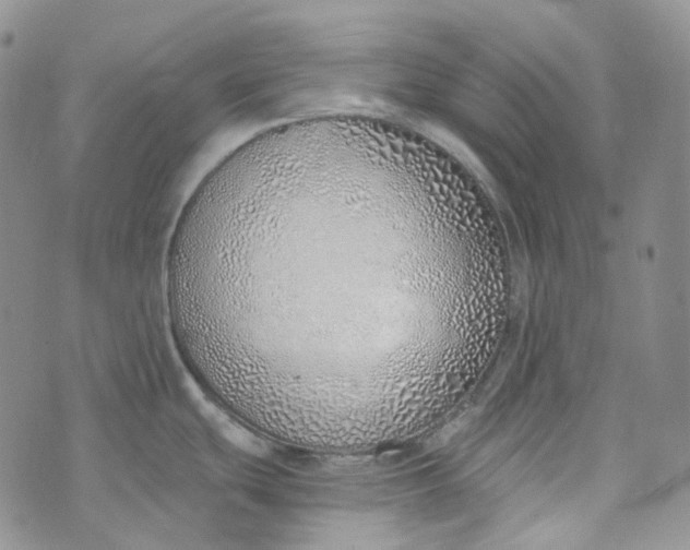 X0000072981439200608041232